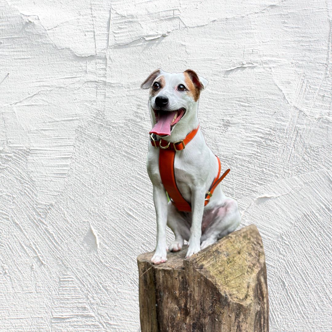 Handcrafted vs. Mass-Produced Pet Accessories: Why Luxury Matters