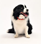 Handcrafted Engraved Leather Dog Collar - Scarlet Red