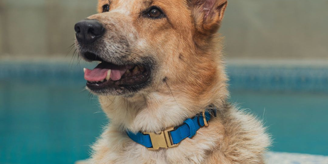 Best Christmas 2025 Dog Gifts  – Personalized Leather