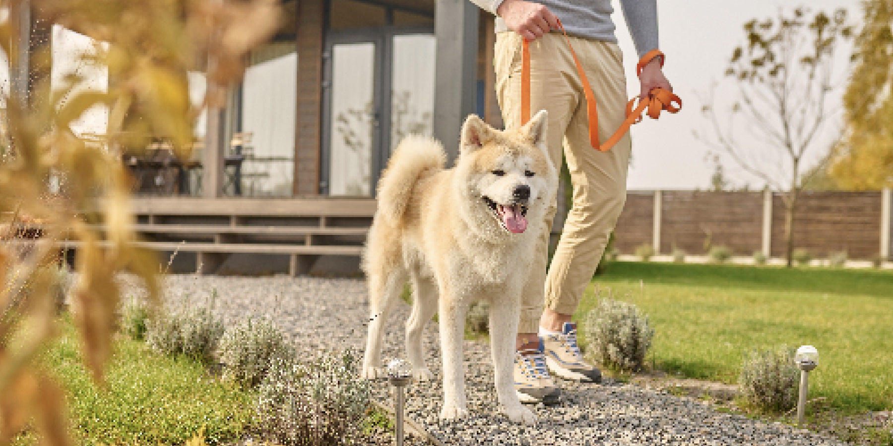 9 Things to Avoid When Dog Walking
