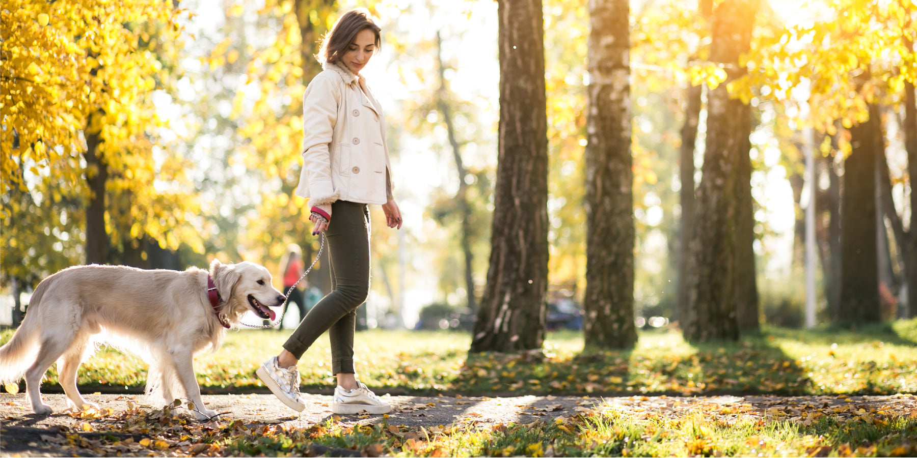 The Benefits of Dog Walking