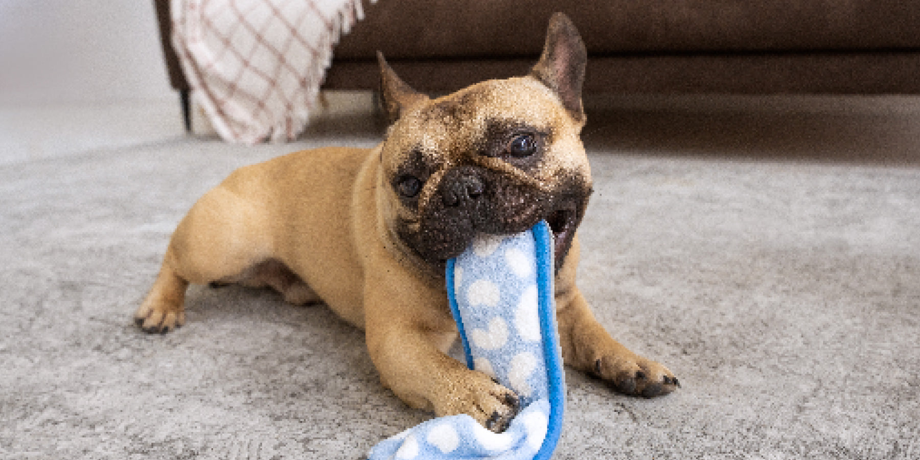The Science of Dog Behavior: Understanding Your Canine Companion - (I) Instincts, Emotions, and Learning