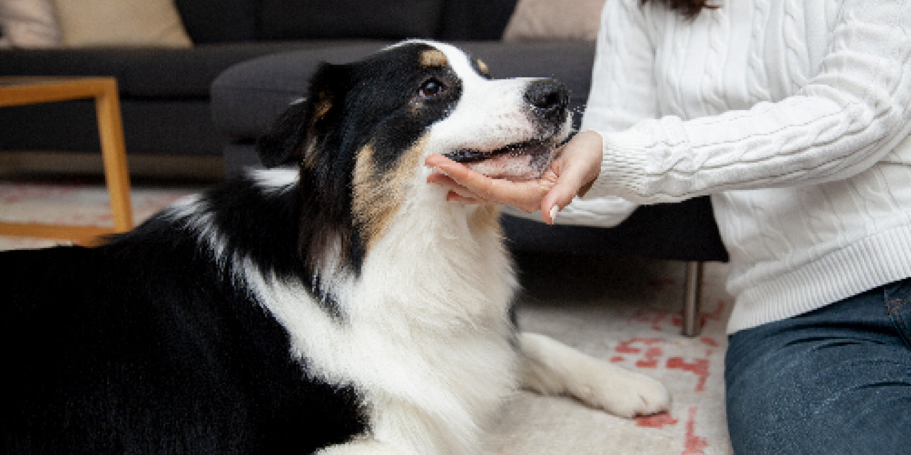 The Science of Dog Behavior: Understanding Your Canine Companion - (III) Problem Behaviors and Solutions