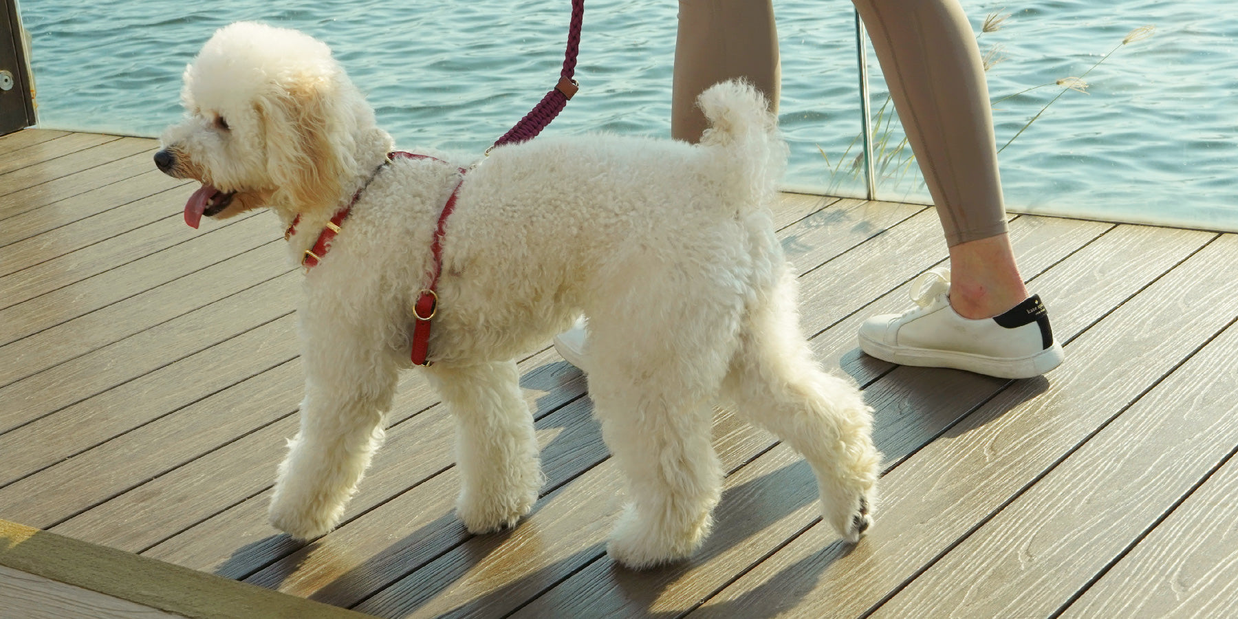 Festive Fun: 6 Christmas Activities to Share with Your Pooch