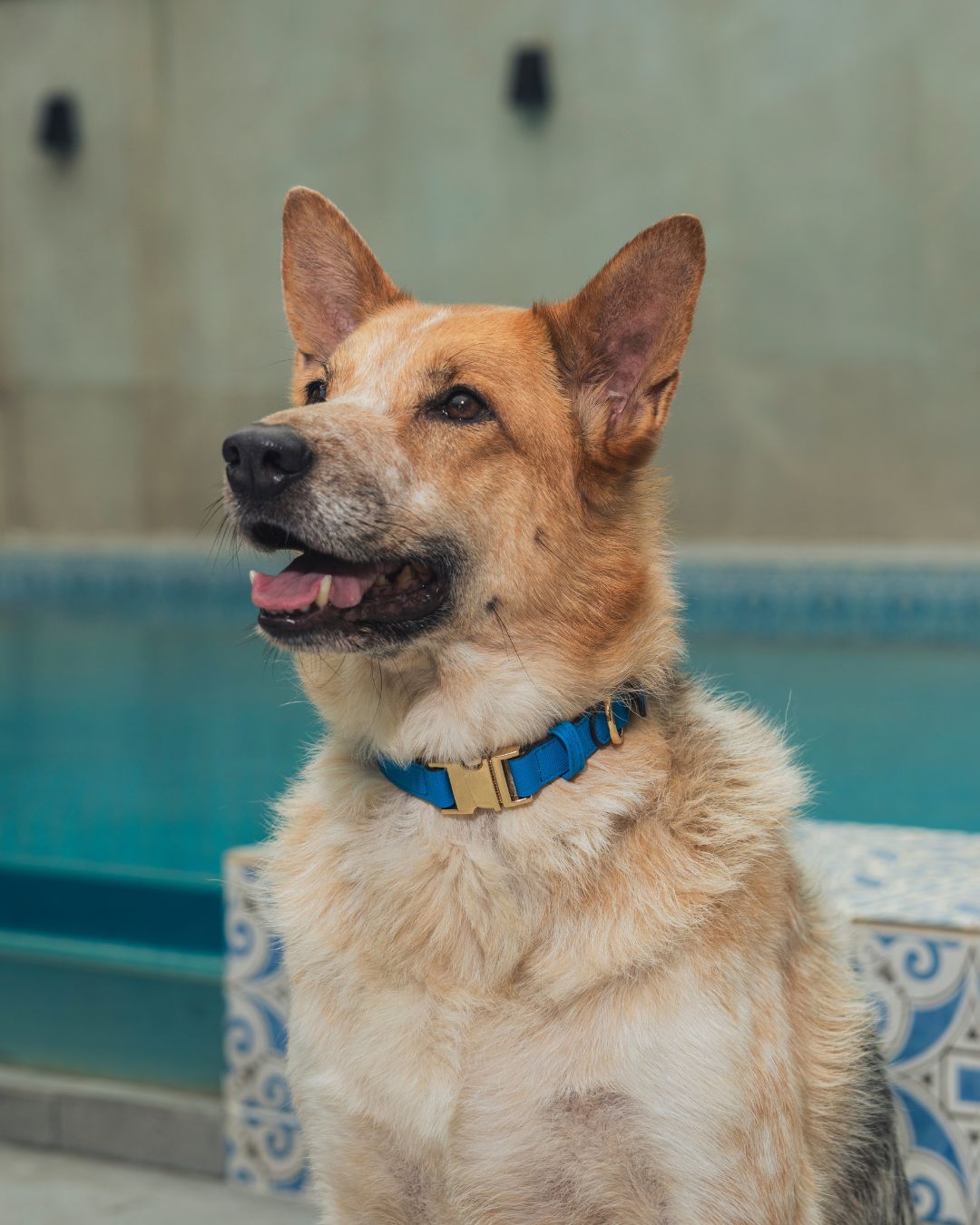 Handcrafted Engraved Leather Dog Collar, Harness, Leash and Pouch - Atlantic Blue