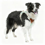 手工皮革狗項圈 - 橙色