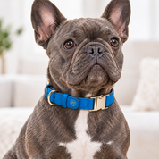 Handcrafted Leather Dog Collar - Vivid Blue