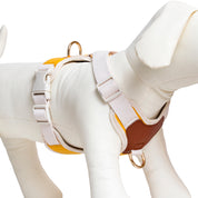 Dog wearing a harness with brown accents on a white background