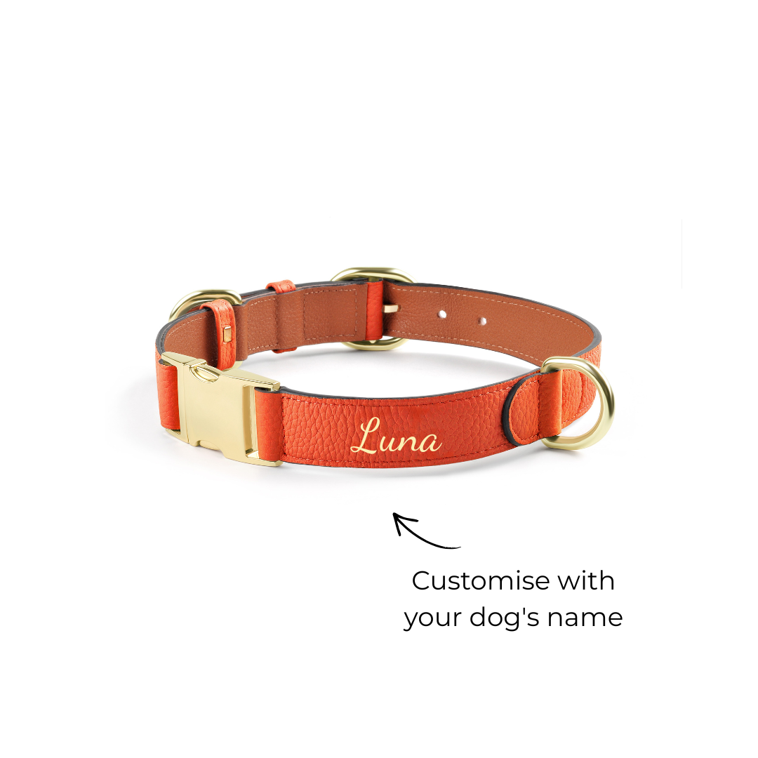 Furri_Tail-Leather-Dog-Collar-Orange_c9fabc09-185b-4644-b9b6-ad1aebfdfe07.png