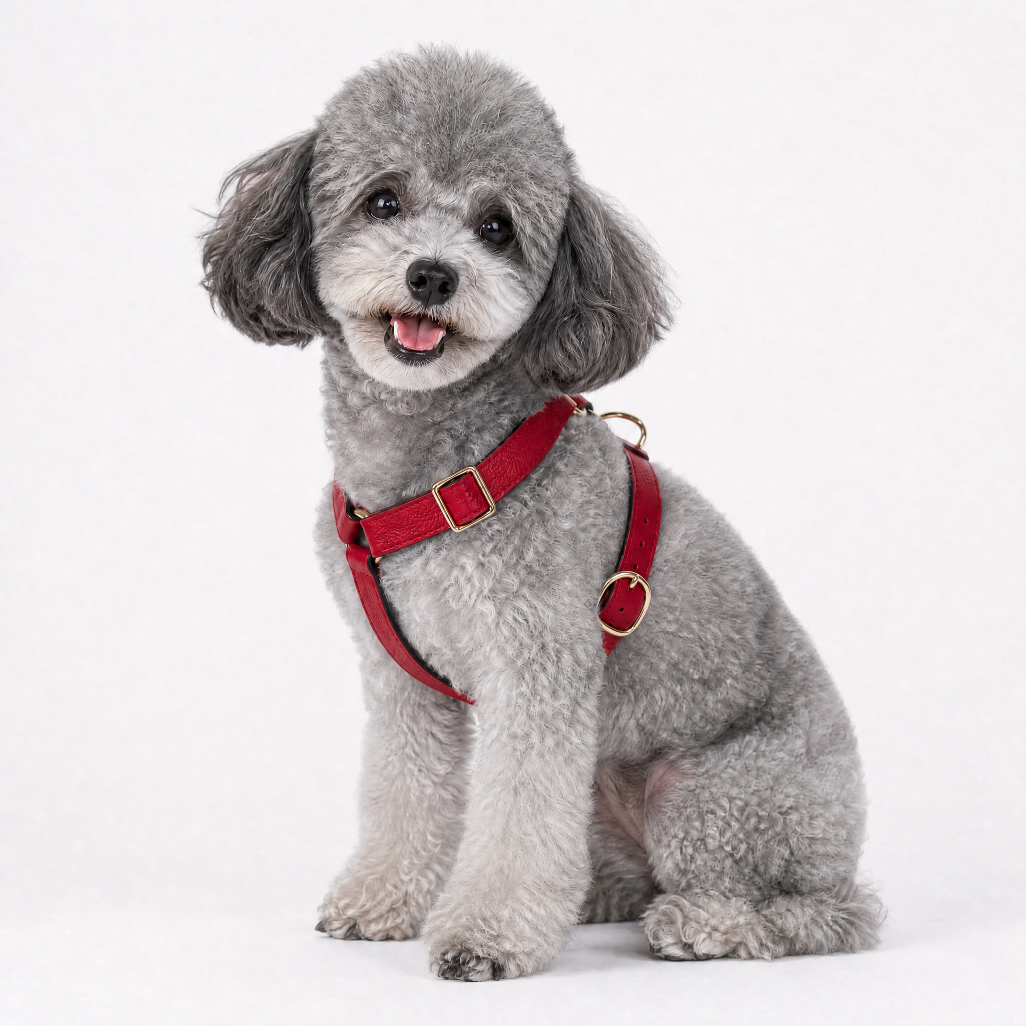 Grey_Mini_Poodle_with_Red_Harness.png