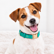 Handcrafted Leather Dog Collar - Vivid Green