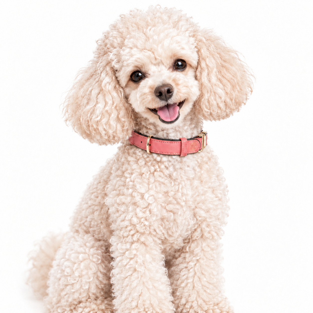 Mini_Poodle_with_Happy_Face.png
