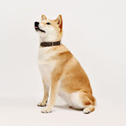 Shiba Inu Wearing Premium Cognac Brown Leather Dog Collar