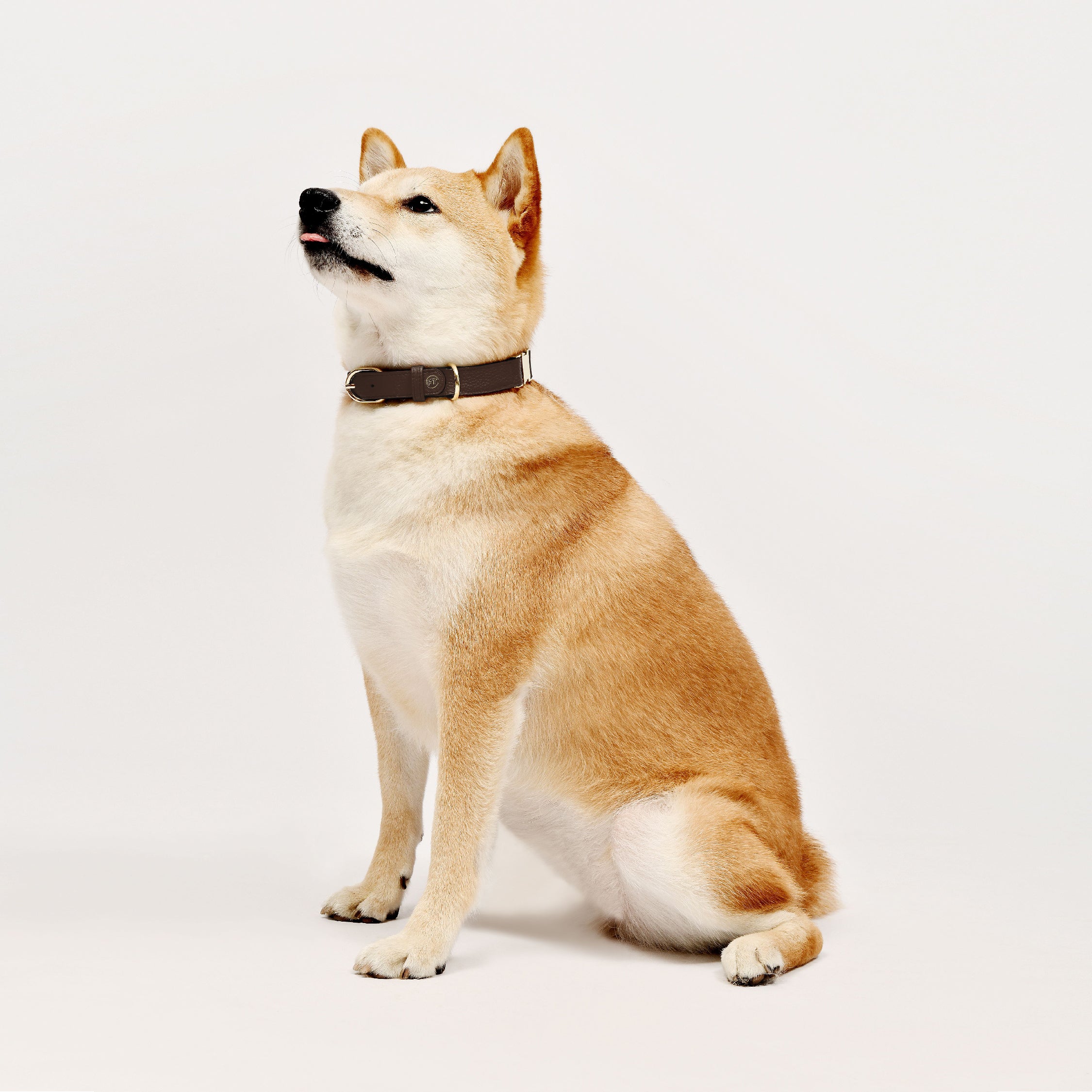 Shiba Inu Wearing Premium Cognac Brown Leather Dog Collar