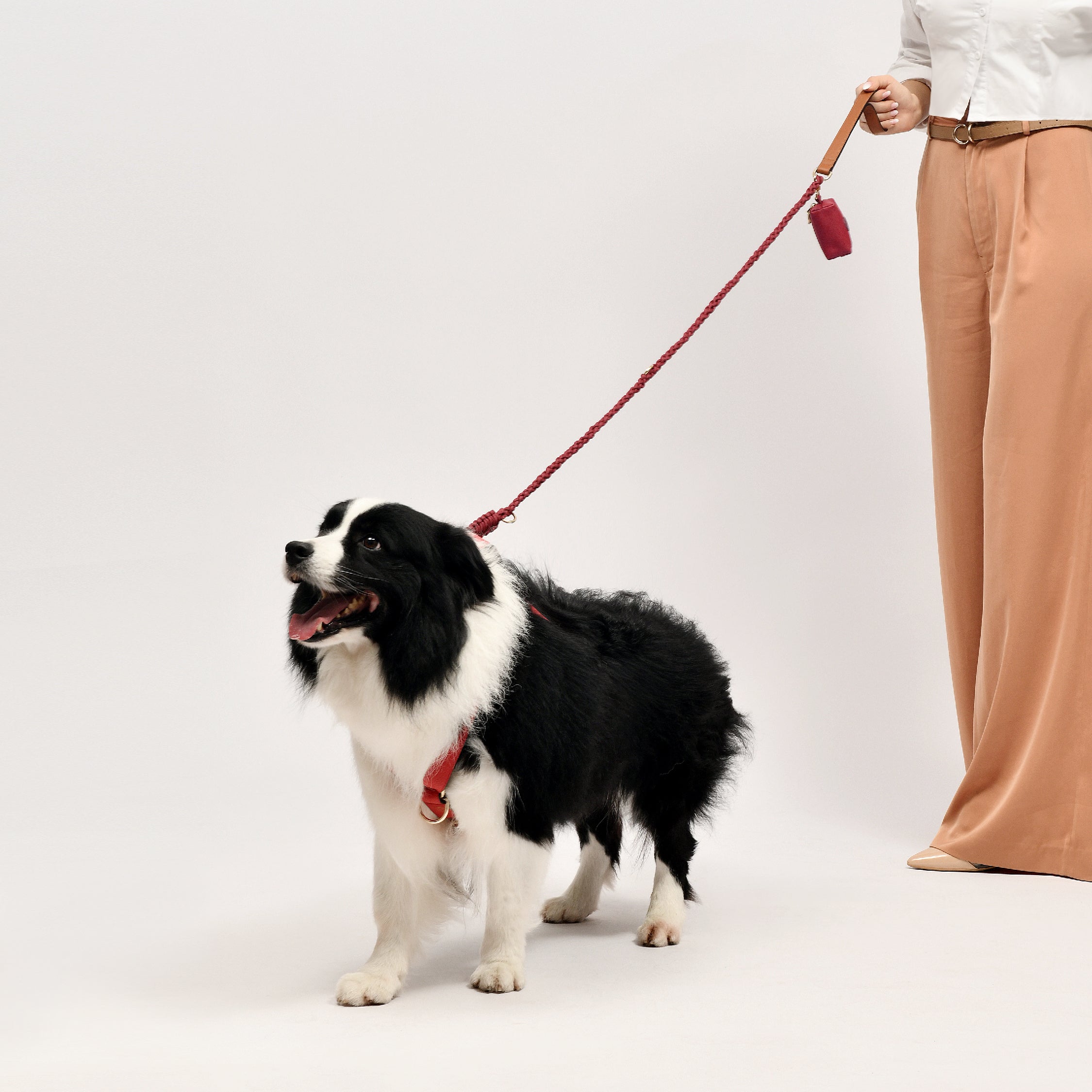 Elegant Lady Dog Walking with Border Collie in Premium Leather Red Dog Harness and Leash