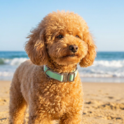 Brown poodle dog with a mint green collar standing on a beach with ocean waves in the background