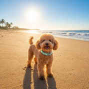 Dog standing on a sandy beach wearing a mint green sporty collar with ocean and palm trees in the background