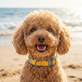 Furri Explorer - Sporty Canvas Collar - Sunny Yellow