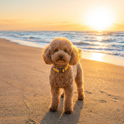 Furri Explorer 運動型狗項圈 - 黃色