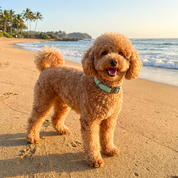 Poodle wearing a mint green sporty collar standing on a sandy beach with ocean and palm trees in the background
