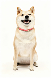 11.11 Mega Sale - Handcrafted Engraved Leather Dog Collar, Harness, Leash and Pouch - Flamingo Pink