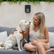 11.11 Mega Sale: Handcrafted Leather Canvas Dog Collar, Harness and Leash - Beige